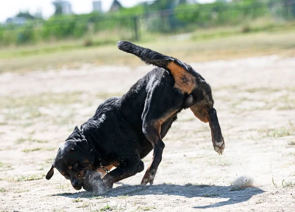 Jeune Formation Rottweiler Dans Nature Pour Sécurité Attraper Objet — Photo