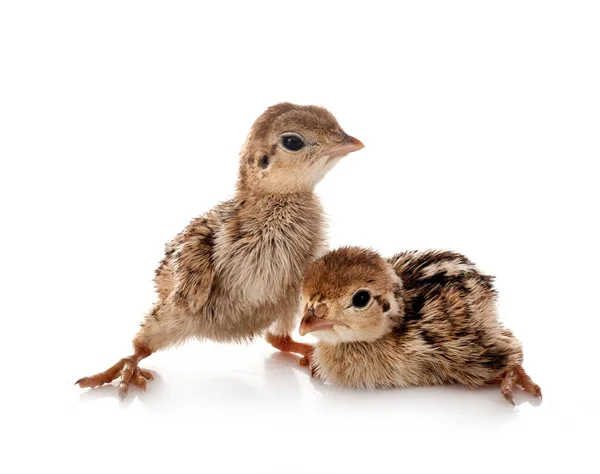 Poussins Perdrix Pattes Rouges Devant Fond Blanc — Photo