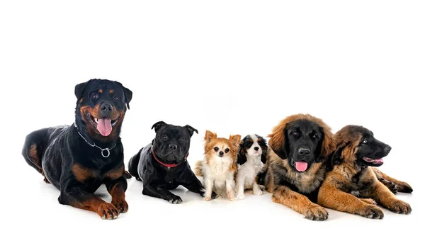 Grupp Hundar Framför Vit Bakgrund — Stockfoto