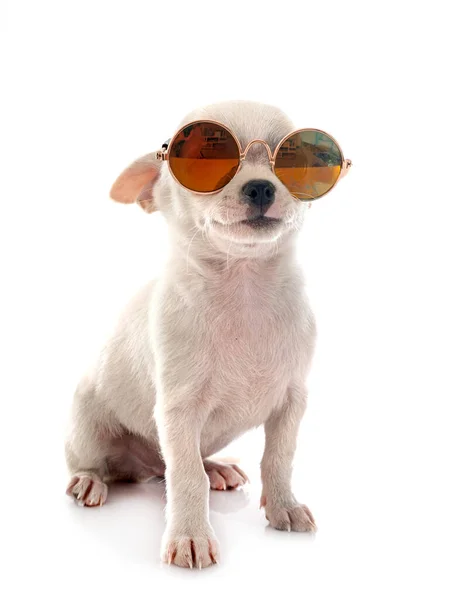 Pequeno Chihuahua Frente Fundo Branco — Fotografia de Stock
