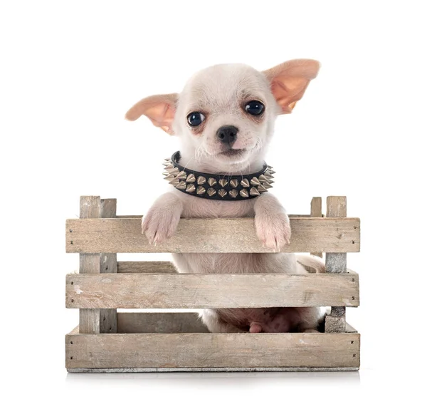 Kleiner Chihuahua Vor Weißem Hintergrund — Stockfoto