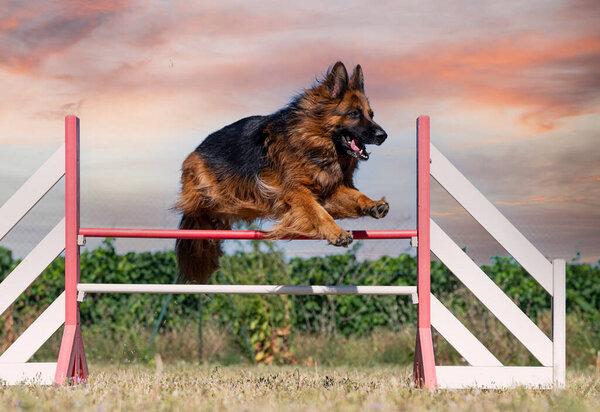 training of agility for competition  in an obedience club