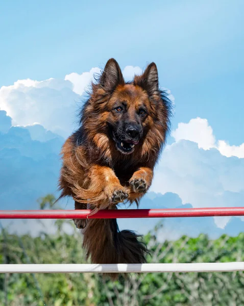 Training Agility Competition Obedience Club — Stock Photo, Image