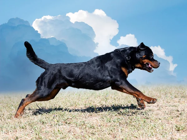 Training Der Beweglichkeit Für Den Wettkampf Einem Gehorsamsklub — Stockfoto