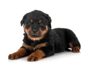 Beyaz arka planda köpek safkan Rottweiler.