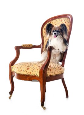 Beyaz arkaplan önünde papillon köpek