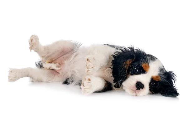 Cavalier King Charles Front White Background — Stock Photo, Image