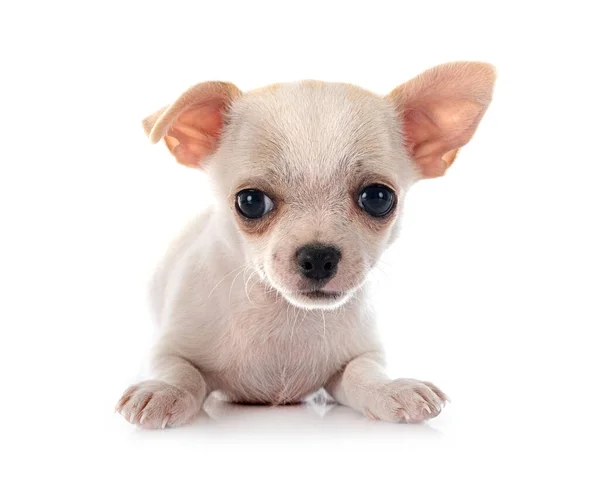 白い背景の前に小さなChihuahua — ストック写真