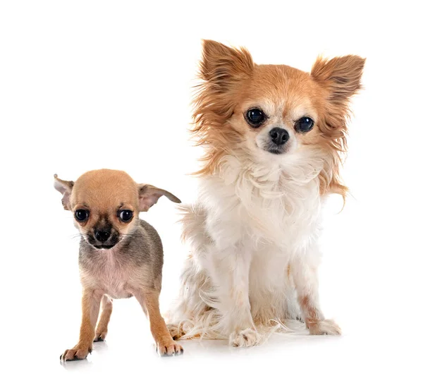 Chihuahuas Frente Fondo Blanco —  Fotos de Stock