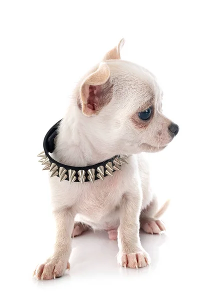 Little Chihuahua Front White Background — Stock Photo, Image