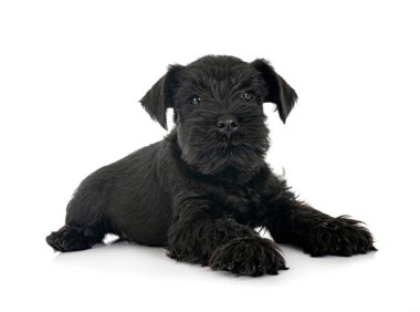 Beyaz arkaplan önünde siyah minyatür schnauzer