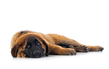 Beyaz arka planda köpek yavrusu Leonberger