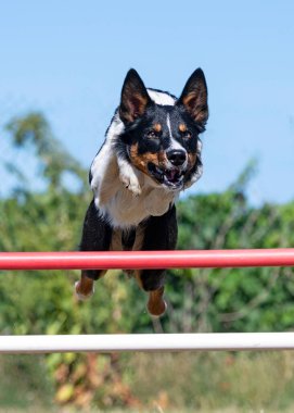 Bir itaat kulübünde yarışma için çeviklik eğitimi