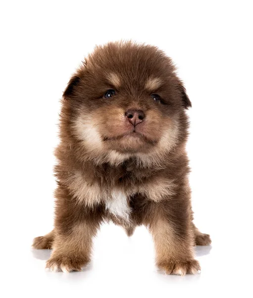 Chiot Finlandais Lapphund Devant Fond Blanc — Photo