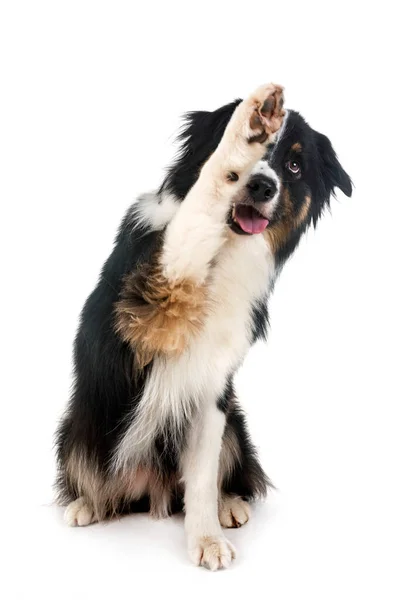 Australian Shepherd Front White Background — Stock Photo, Image