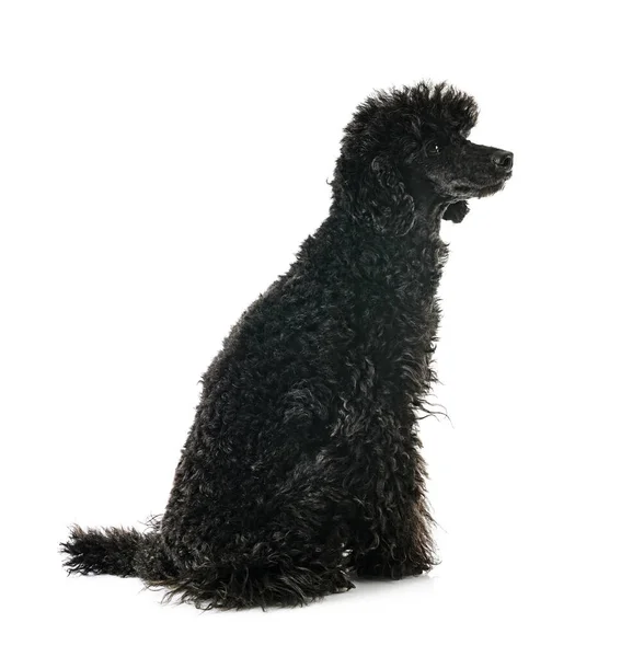 Poodle Preto Frente Fundo Branco — Fotografia de Stock