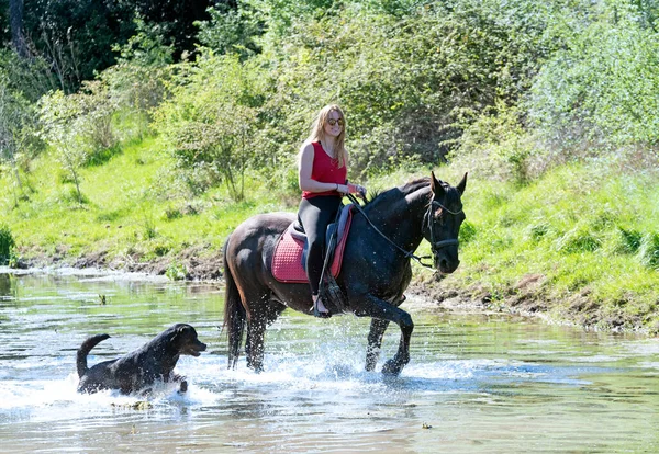 Jazda Dziewczyna Trening Jej Czarny Koń Rzece Jej Pies — Zdjęcie stockowe