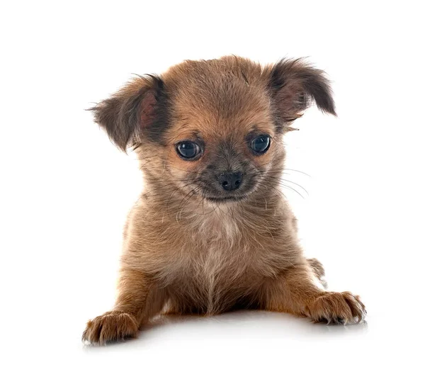 Beyaz arka planda küçük bir chihuahua