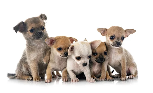 Kleine Chihuahuas Voorkant Van Witte Achtergrond — Stockfoto