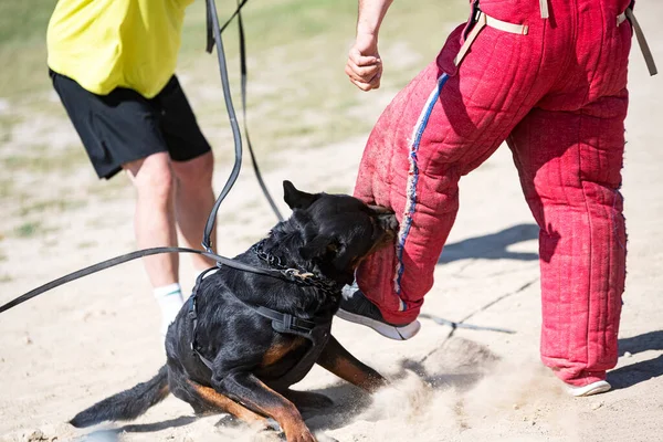 Jonge Rottweiler Training Voor Bescherming Sport Politie — Stockfoto