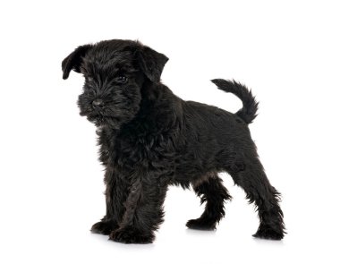 Beyaz arkaplan önünde siyah minyatür schnauzer