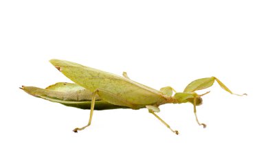 Beyaz arka plan önünde böcek sopa