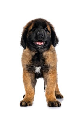 Beyaz arka planda köpek yavrusu Leonberger