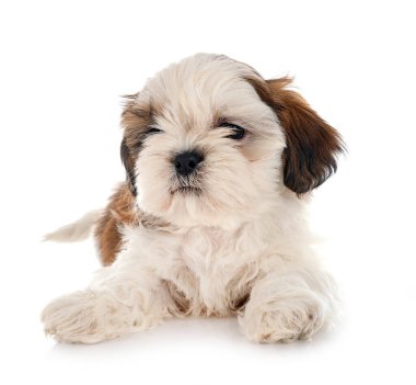 Köpek Shih Tzu beyaz arkaplanın önünde
