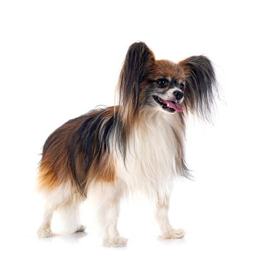 Beyaz arkaplan önünde papillon köpek