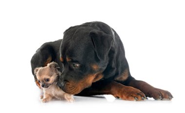 küçük chihuahua ve beyaz arka plan önünde rottweiler