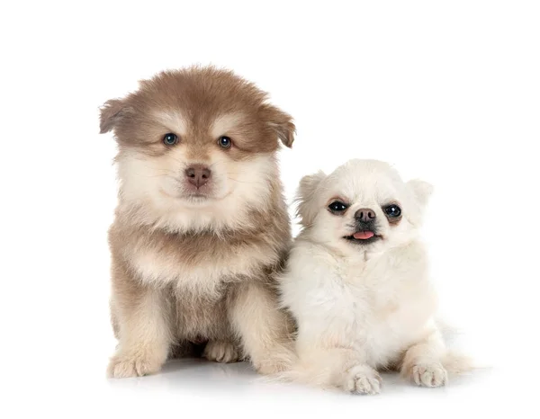 Cachorro Finlandés Lapphund Chihuahua Delante Fondo Blanco —  Fotos de Stock