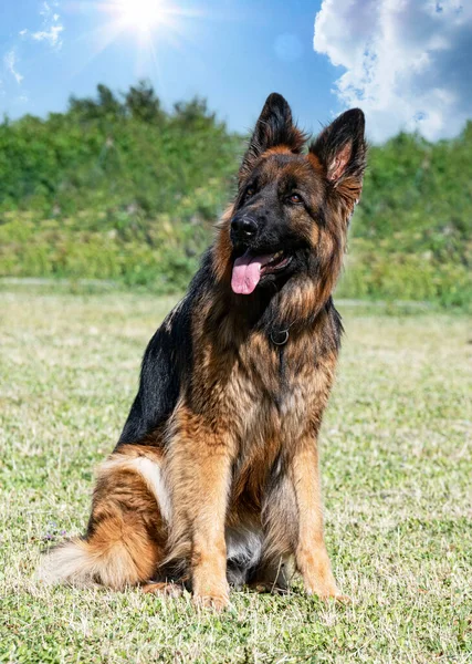 Grijze Duitse Herder Training Voor Concurrentie Van Gehoorzaamheid — Stockfoto