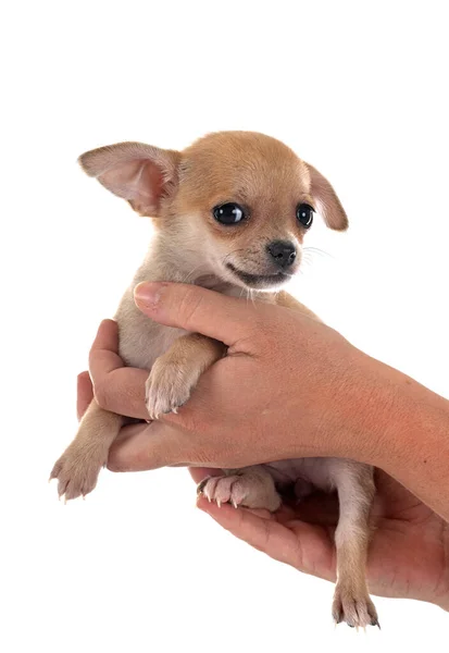 白い背景の前に小さなChihuahua — ストック写真