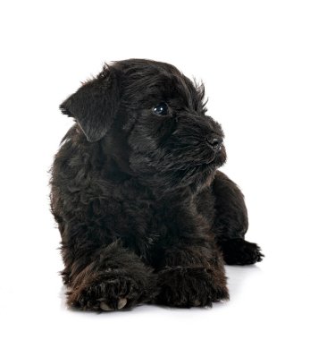 Beyaz arkaplan önünde siyah minyatür schnauzer