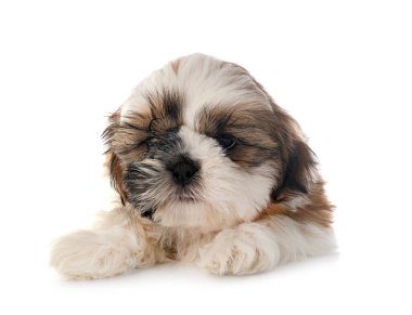 Köpek Shih Tzu beyaz arkaplanın önünde