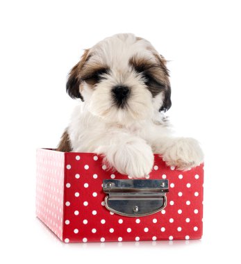 Köpek Shih Tzu beyaz arkaplanın önünde