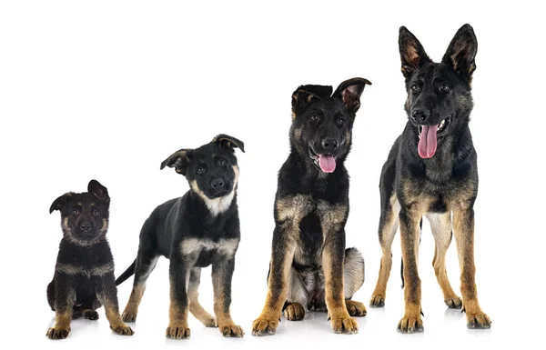 Young German Shepherds Front White Background — Stock Photo, Image