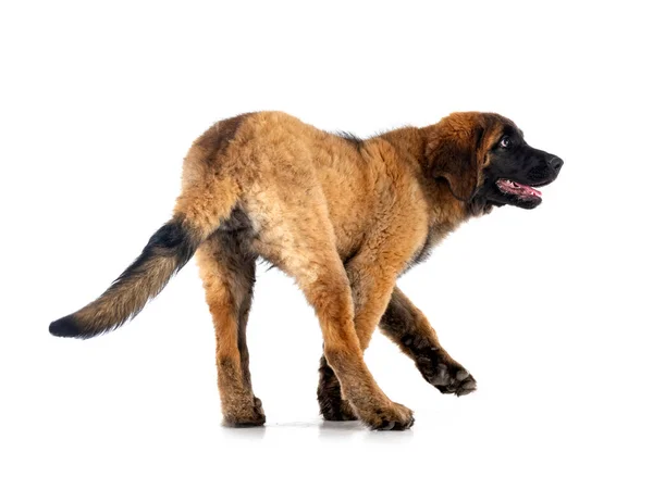 Pup Leonberger Voorkant Van Witte Achtergrond — Stockfoto