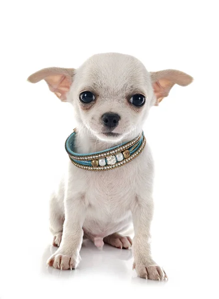 白い背景の前に小さなChihuahua — ストック写真