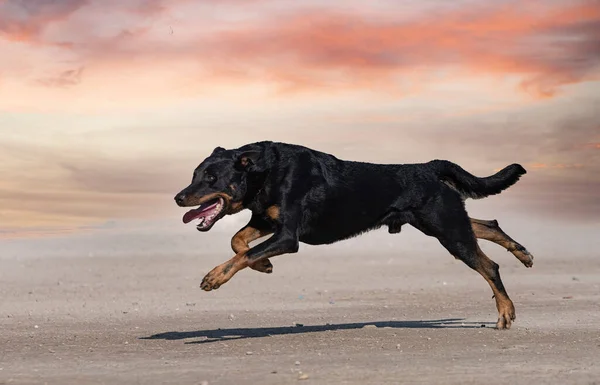 Fårhund Från Beauce Utbildning Naturen För Säkerhet — Stockfoto