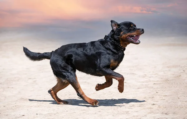 Młody Rottweiler Szkolenia Dla Ochrony Sportu Policji — Zdjęcie stockowe