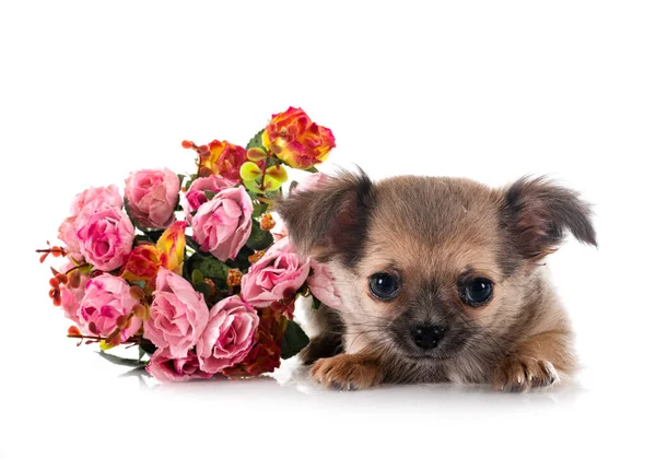 Little Chihuahua Front White Background — Stock Photo, Image