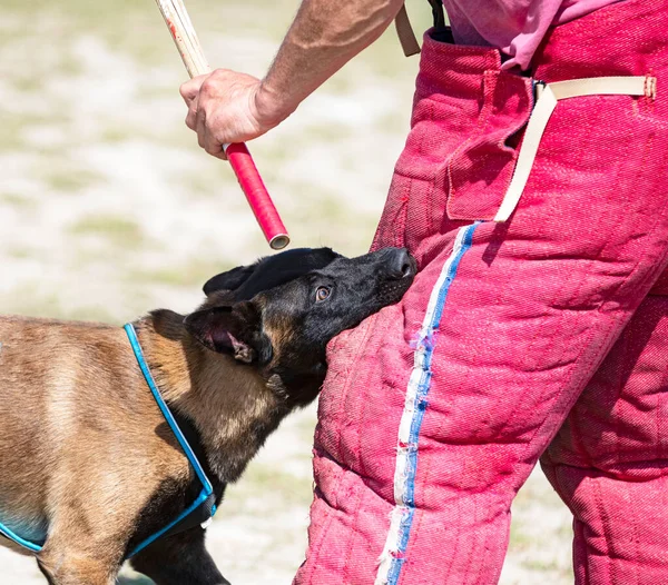 Junger Belgischer Schäferhund Der Der Natur Für Sicherheit Trainiert — Stockfoto