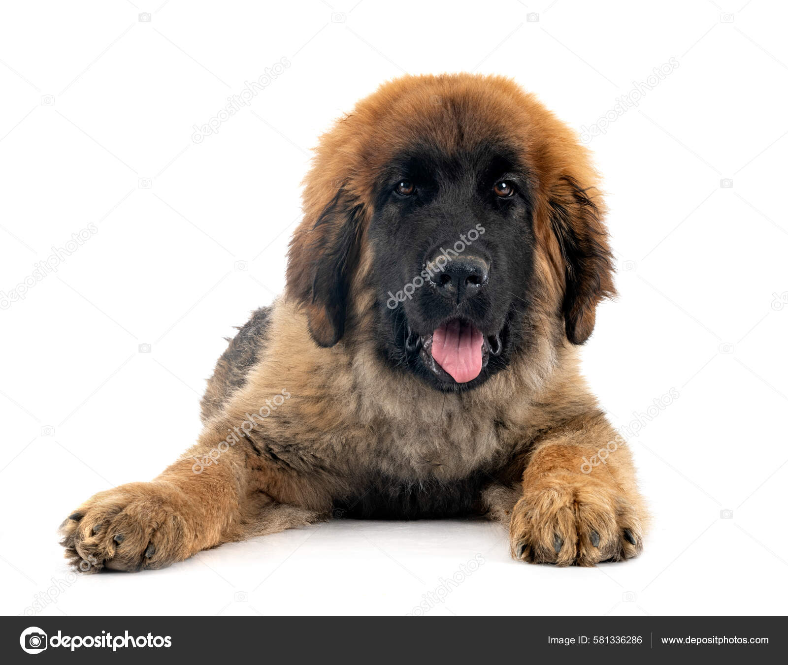 St Bernard Leonberger Bernese Mountain Dog Saint Bernard Dog