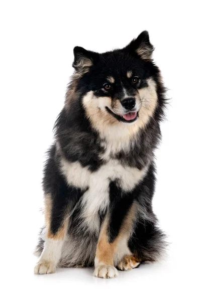 Lapphund Finlandês Frente Fundo Branco — Fotografia de Stock