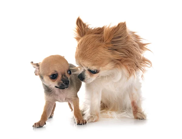 Petits Chihuahuas Face Fond Blanc — Photo