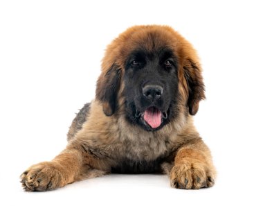 Beyaz arka planda köpek yavrusu Leonberger