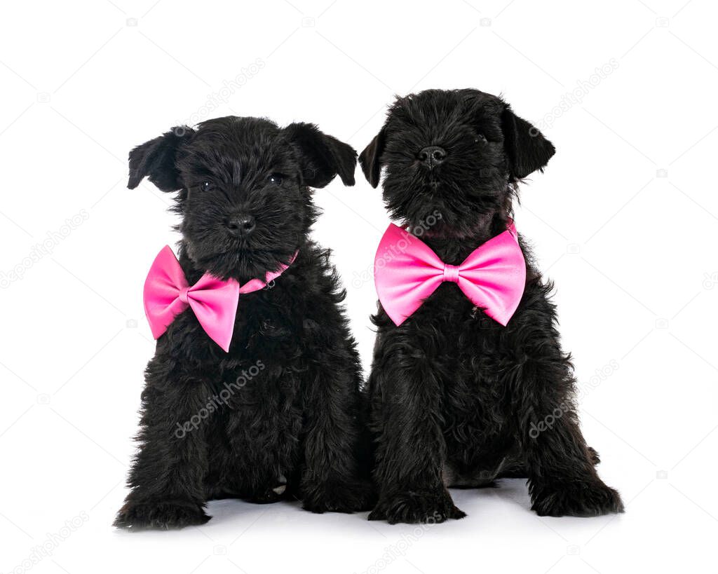 black miniature schnauzers in front of white background