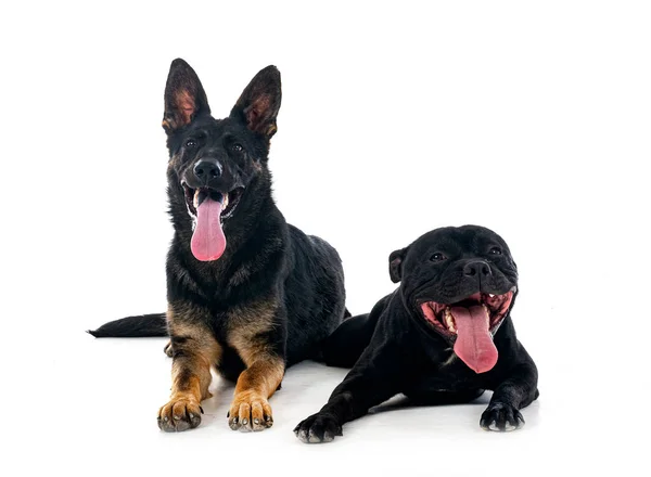 Staffordshire Bull Terrier German Shepherd Front White Background — Stock Photo, Image