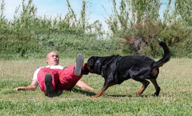 Genç Rottweiler koruma sporu ve polis eğitimi alıyor.